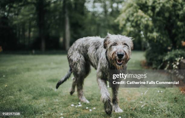 beautiful one year old irish wolfhound - lobero irlandés fotografías e imágenes de stock