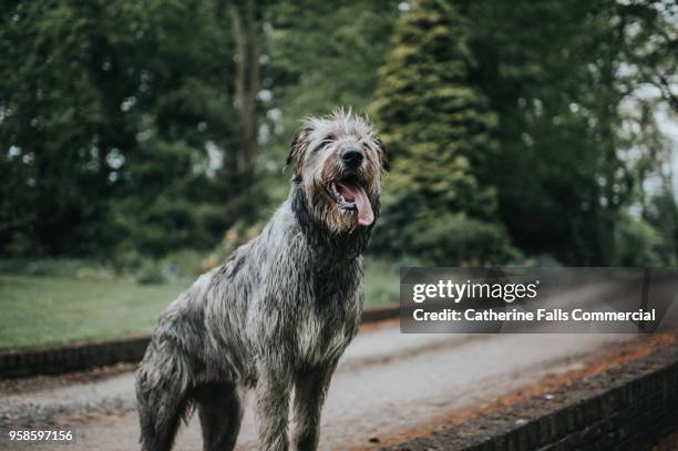 beautiful one year old irish wolfhound - irischer wolfshund stock-fotos und bilder