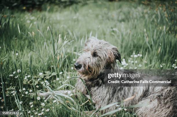 beautiful one year old irish wolfhound - ierse wolfhond stockfoto's en -beelden