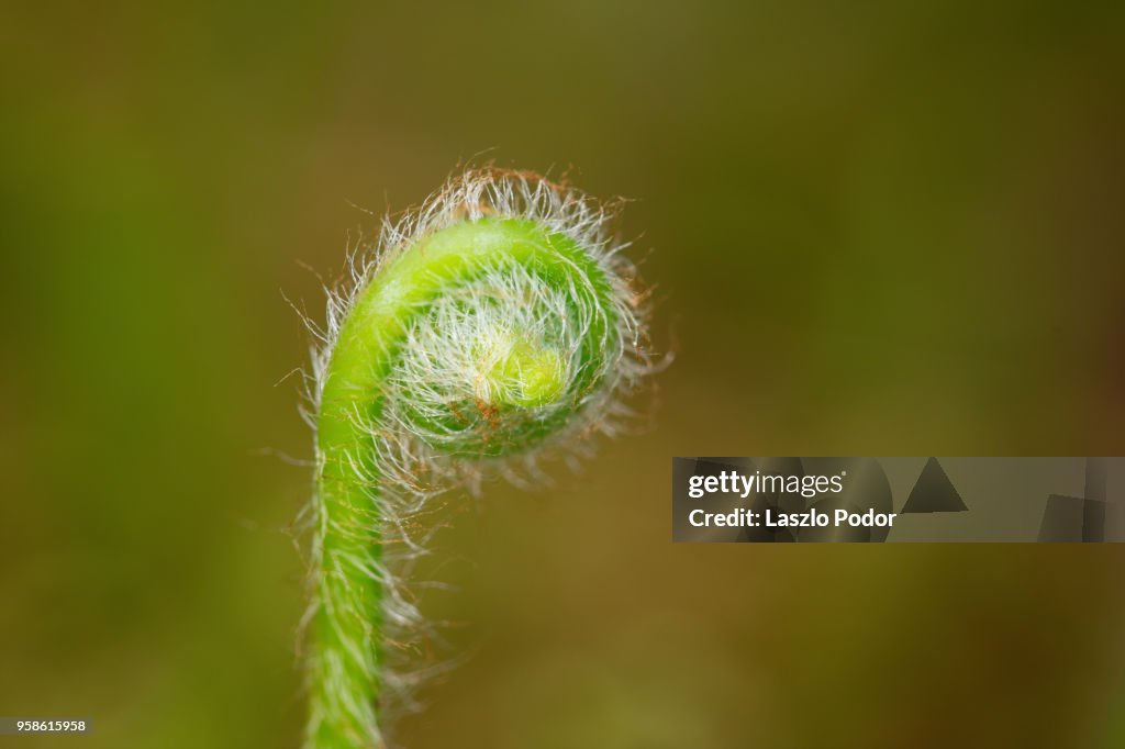 Hay-scented Fern