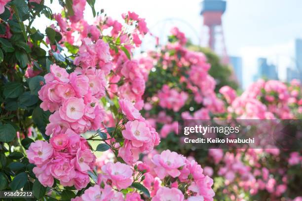 rose blooming in tokyo, japan - barrio de minato fotografías e imágenes de stock