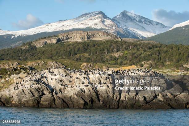 sea lions, coloniy, near balmaceda and serrano glaciers - chile serrano - fotografias e filmes do acervo