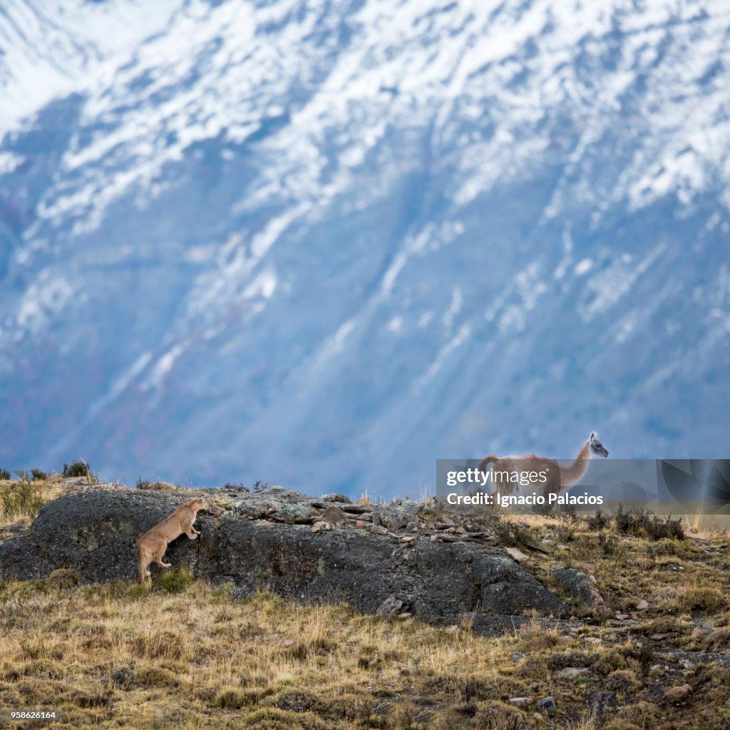 Guanaco and puma, Torres del Paine National Park