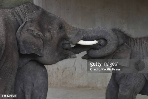 The baby Sumatran elephant 'Vera', right, pictured playing her brother 'Bogor' at Madrid zoo. 'Vera', who arrived on March 21, 2017 with a weight of...