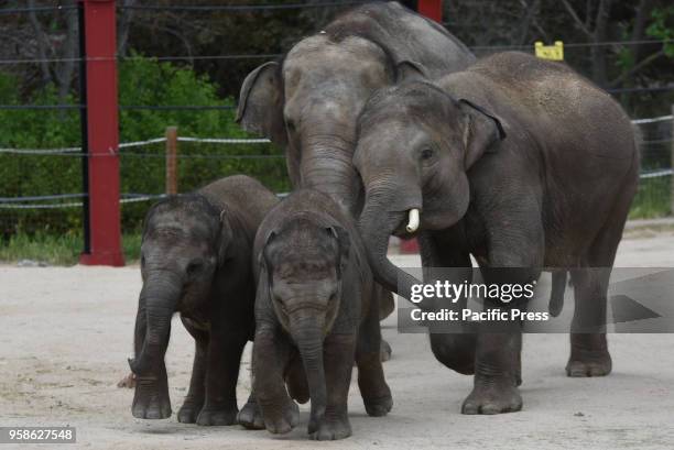 The baby Sumatran elephant 'Vera', center, pictured playing with her sister 'Pilar', left, and her brother 'Bogor' at Madrid zoo. 'Vera', who arrived...