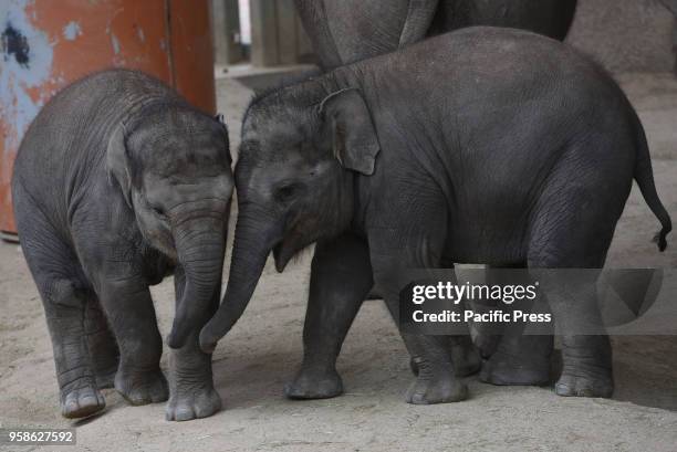 The baby Sumatran elephant 'Vera', left, pictured playing with her sister 'Pilar' at Madrid zoo. 'Vera', who arrived on March 21, 2017 with a weight...