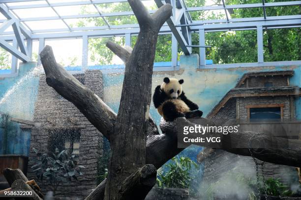 1,111 China Animal Beijing Zoo Photos and Premium High Res Pictures - Getty  Images