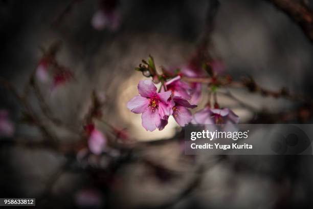 cherry blossoms with the defocused sun in the background - yuga kurita stock pictures, royalty-free photos & images