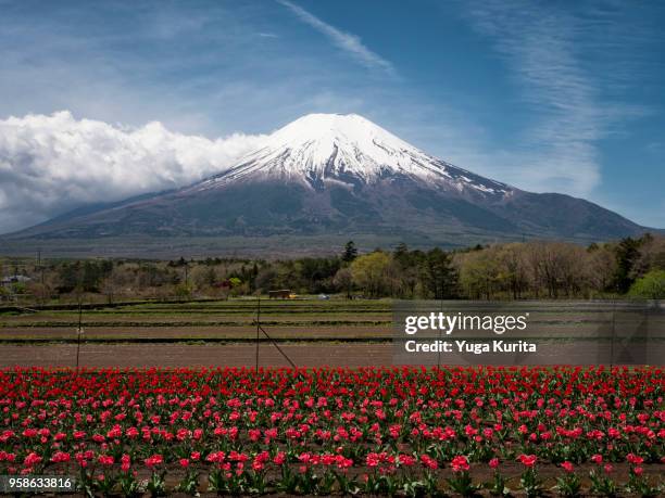 mt. fuji over a field of tulip flowers - yuga kurita stock pictures, royalty-free photos & images