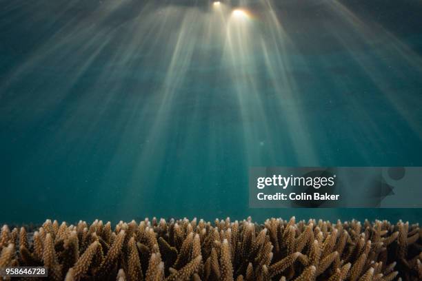 heron island underwater collection - tiefsee stock-fotos und bilder