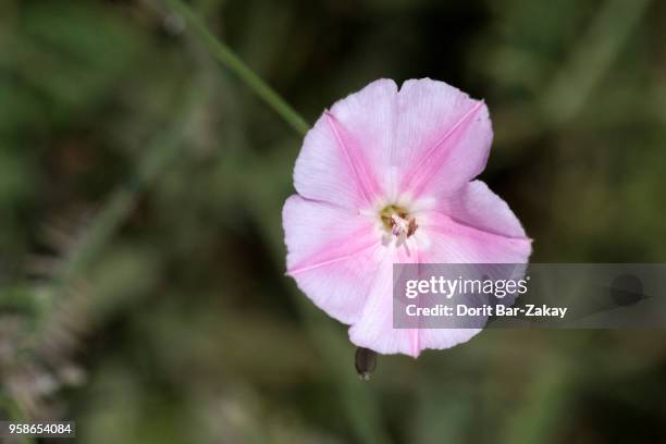 splendid bindweed (convolvulus dorycnium) - convolvulus stock pictures, royalty-free photos & images