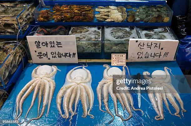 giant squid in seoul fish market, korea - giant squid fotografías e imágenes de stock