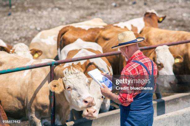 boeren details van elke koe op de boerderij aan het opnemen bent - kauwberg stockfoto's en -beelden