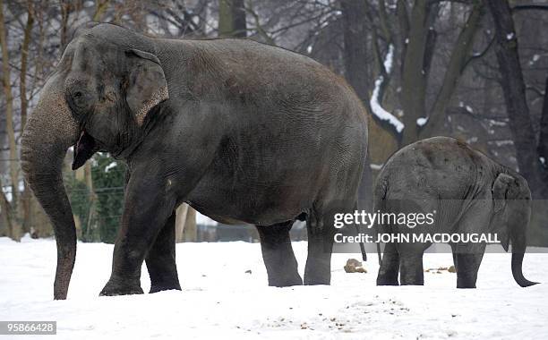 Elephants forage for leaves under the snow at Berlin's Zoologischer Garten zoo January 19, 2010. Another cold spell is expected to hit Berlin in the...