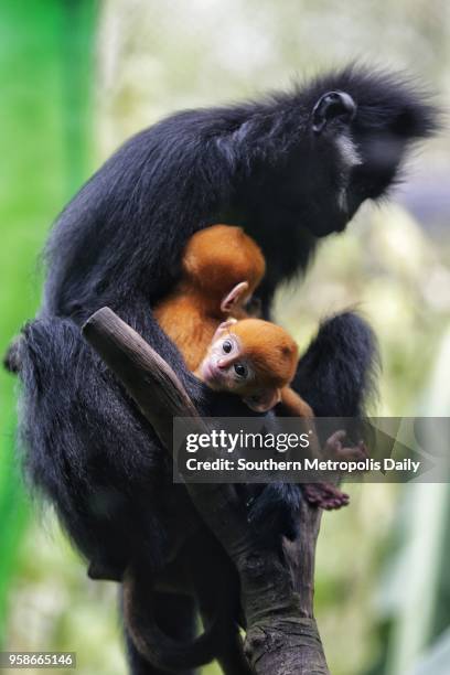 Female Francois' langur meets public with her her two new-born babies at Chimelong Safari Park on May 13, 2018 in Guangzhou, Guangdong Province of...