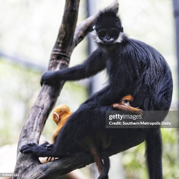 Female Francois' langur meets public with her her two new-born babies at Chimelong Safari Park on May 13, 2018 in Guangzhou, Guangdong Province of...