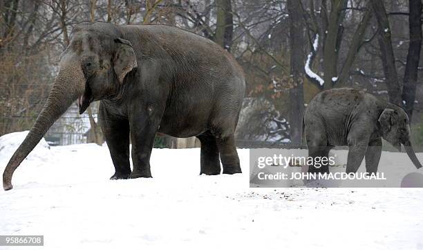 Elephants forage for leaves under the snow at Berlin's Zoologischer Garten zoo January 19, 2010. Another cold spell is expected to hit Berlin in the...