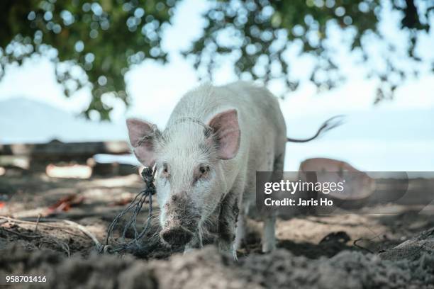 a pig is on the beach. - sulawesi norte imagens e fotografias de stock