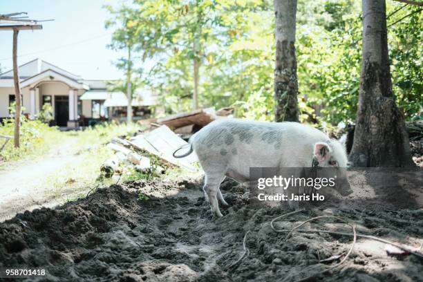 a pig is on the beach. - north sulawesi 個照片及圖片檔
