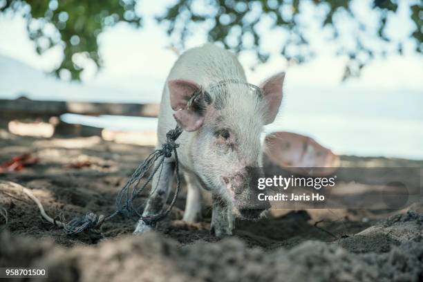 a pig is on the beach. - north sulawesi 個照片及圖片檔