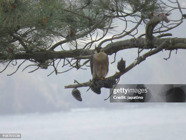 peregrine falcon (falco peregrinus) watching from a branch of a pine tree - frosted pinecone stock pictures, royalty-free photos & images