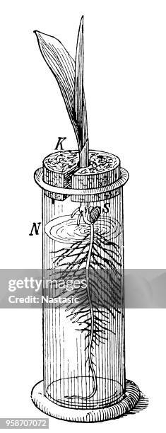 corn plant in laboratory tube - corn root stock illustrations