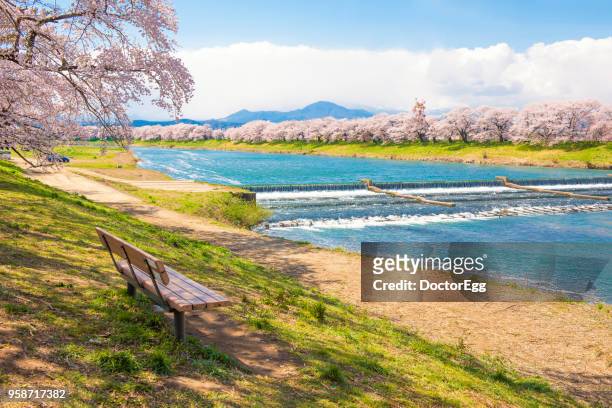 hitome zenbon thousand sakura trees along shiroishi river in spring, japan - miyagi prefecture stock-fotos und bilder