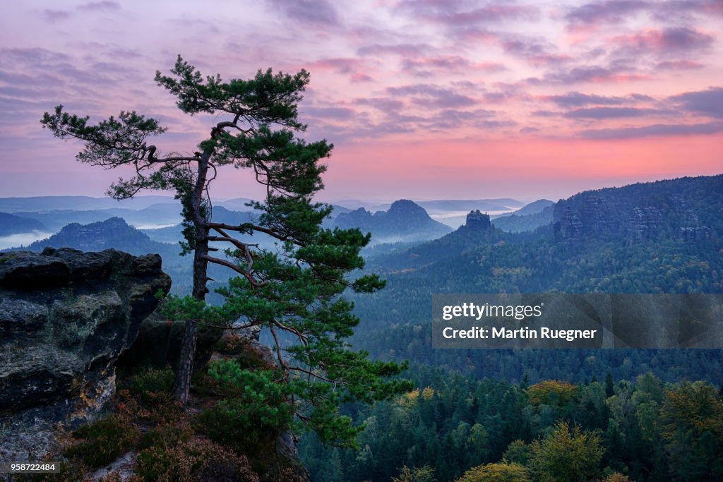 Pine tree with view to the mountain Winterstein and the Hinteres Raubschloß in the Kleinen Zschand seen from the Gleitmannshorn at sunrise / dawn. Kleiner Zschand, Hinteres Raubschloß, Gleitmannshorn, Winterstein, Elbe Sandstone Mountains, Saxon Switzerla