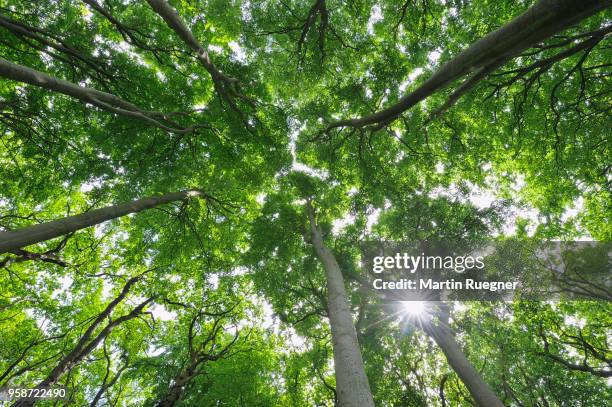 beech tree (fagus sylvatica) forest view to the tree tops with sun and sunbeams. mecklenburg vorpommern, mecklenburg-western pomerania, germany. - baumkrone stock-fotos und bilder