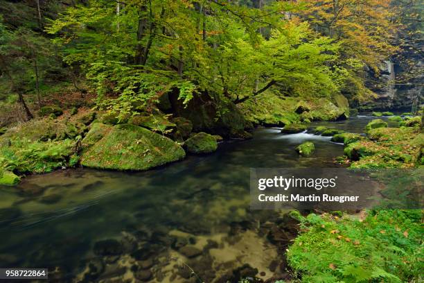 river kamnitz (kamenice) in the edmundsklamm with moss covered sandstone rocks. kamnitz, kamenice, edmundsklamm, ticha souteska near hrensko, bohemian switzerland, czech republic. - czech switzerland stock pictures, royalty-free photos & images