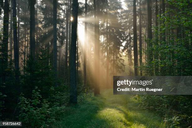 forest with sunbeams and mist. franconia, bavaria, germany. - naturwald stock-fotos und bilder