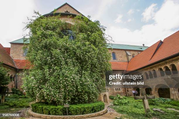 Jähriger Rosenstock im Innenhof des Hildesheimer Doms - z.Z. In voller Blüte