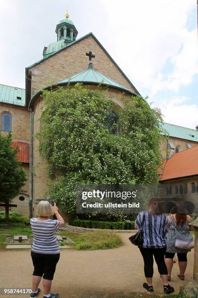 Jähriger Rosenstock im Innenhof des Hildesheimer Doms - z.Z. In voller Blüte