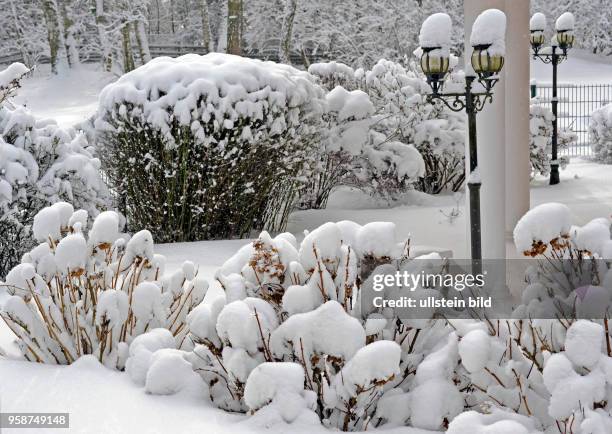 Tief verschneit sind die Stauden und Gehoelze im winterlichen Garten, vorn Hortensienstraeucher, dahinter Kerria und Spiraeenbusche, auch im...