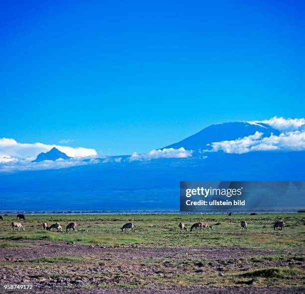 Zebras und Antilopen grasen in der Grosswildlandschaft des Amboseli Nationalparks vor der atemberaubenden Vulkankulisse des Kilimandscharos in Kenia