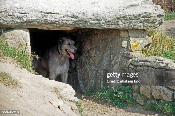 Irischer Wolfshund bewacht den Eingang zur megalithischen Grabkammer, Dolmen des Pierres Plates, in Locmariaquer in der Bretagne