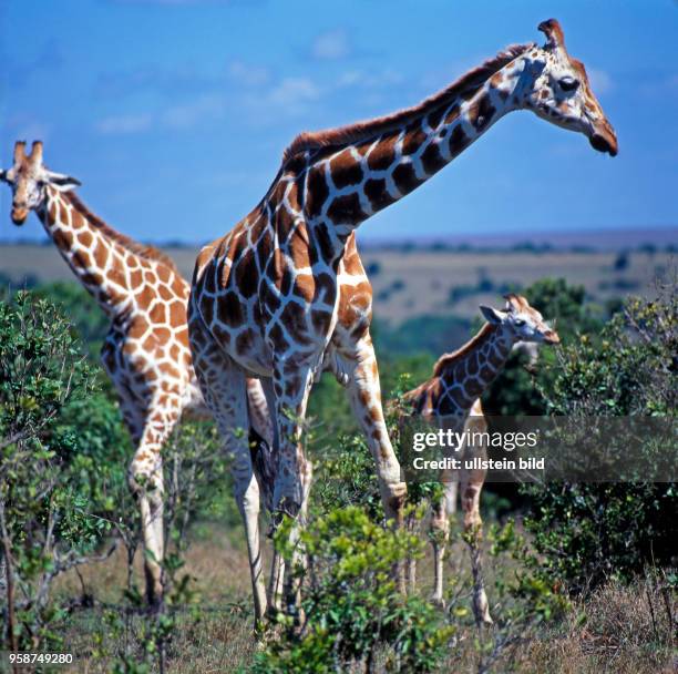 Eine Gruppe seltener Netzgiraffen mit markantem Fellmuster, Giraffa camelopardalis reticulata, weidet in den Bueschen des Aberdare Nationalparks in...