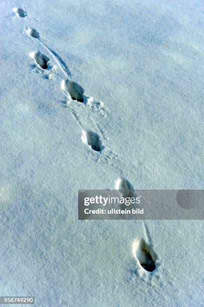 Die Faehrte eines Fuchses im Neuschnee, er laeuft langsam, er schnuert, seine Trittsiegel sind wie auf einer Perlenschnur aufgereiht