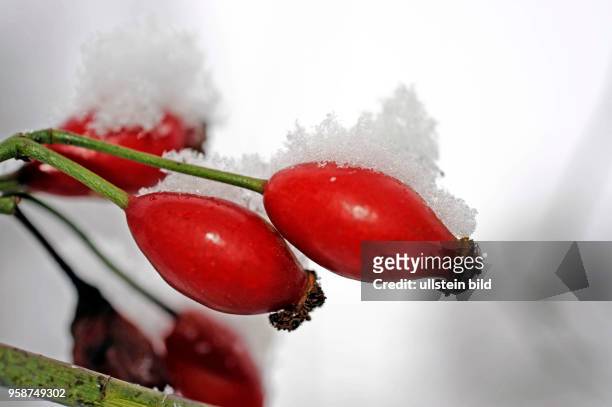 Die schneebedeckten roten Hagebutten der Hundrose Rosa canina, auch Heckenrose oder Wildrose, sind Winternahrung fuer viele heimische Voegel