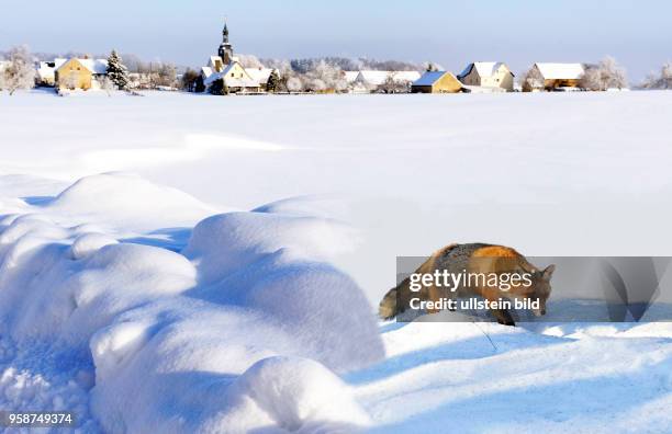 Schnuerender Fuchs in winterlicher Landschaft mit Schneewehen an der Feldkante und Blick auf ein kleines Dorf im Leipziger Land