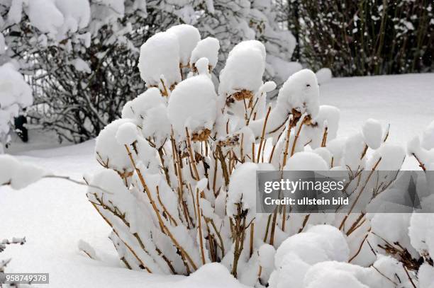 Tief verschneit sind die Stauden und Gehoelze im winterlichen Garten, vorn Hortensienstraeucher, auch im Winteraspekt ein malerischer Anblick