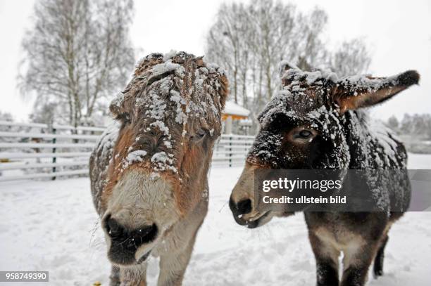 Zwei Esel auf winterlicher Weide mit Schnee behangen