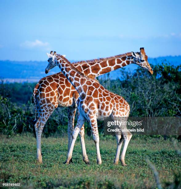Zwei Netzgiraffen Giraffa camelopardalis reticulata streiten im Halskampf um die Rangordnung