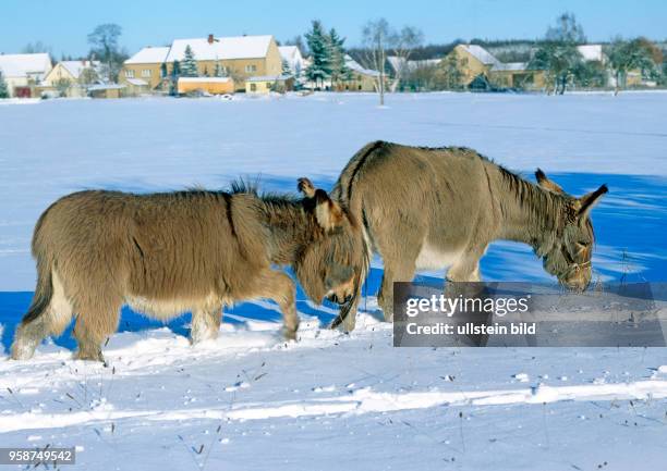 Zwei Esel im Winterfell suchen nach duerren Halmen auf tief verschneiter Koppel