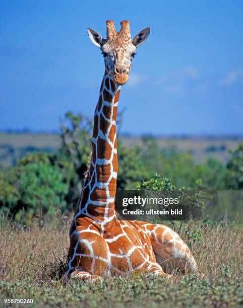 Netzgiraffe mit markantem Fellmuster, Giraffa camelopardalis reticulata, ruht in der Busch-Savanne des Aberdare Nationalparks in Kenia