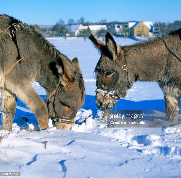 Zwei Esel im Winterfell suchen auf tief verschneiter Koppel nach Gras