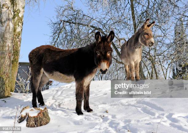 Zwei Esel braun und grau unter bereiften Birken auf winterlicher Koppel