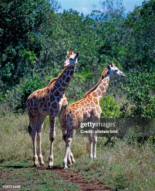 Zwei Netzgiraffen-Kaelber mit markantem Fellmuster, Zwillingskaelber, Giraffa camelopardalis reticulata, stehen lauschend in den Bueschen des...