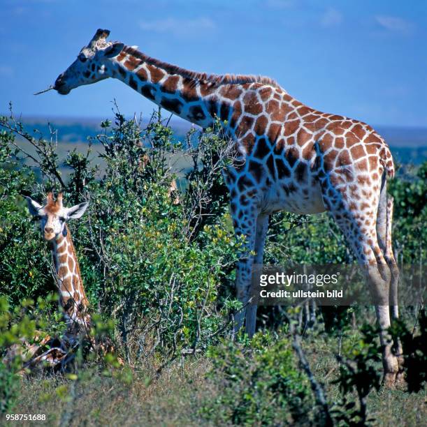 Zwei Netzgiraffen mit markantem Fellmuster, Giraffa camelopardalis reticulata, fressend und ruhend in den Bueschen des Aberdare Nationalparks in Kenia