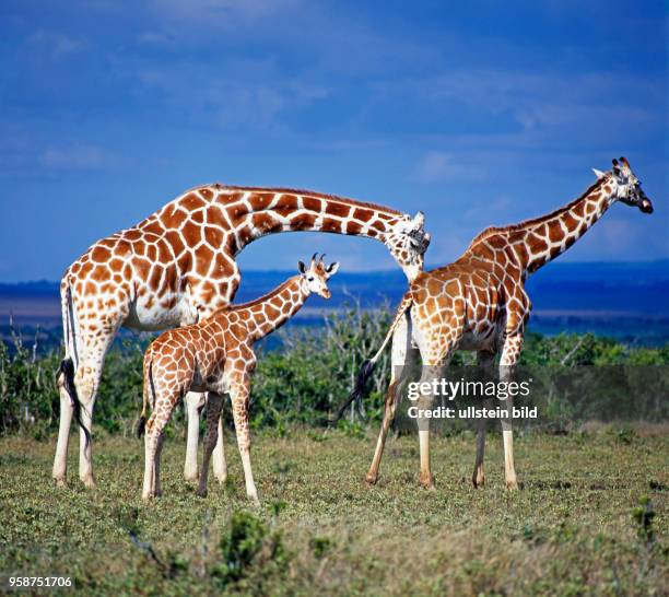 Eine Gruppe seltener Netzgiraffen mit markantem Fellmuster, Giraffa camelopardalis reticulata, Bulle, Kuh und Jungtier in der Savanne des Aberdare...